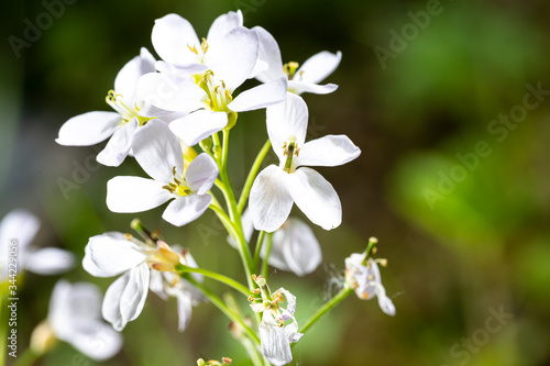 Mayflower in closeup shot made out in the forest.