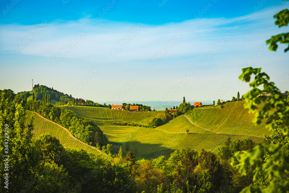 Panorama of South Styria Vineyards landscape near Austria - Slovenia border. View at Vineyard fields in sunset in spring.