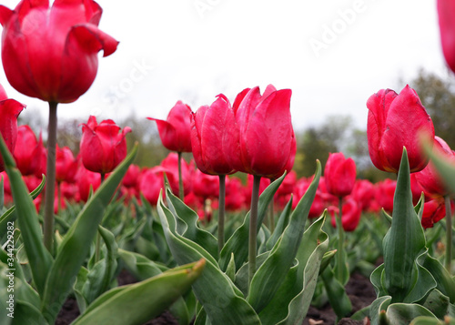 Beautiful floral background of bright red Dutch tulips blooming in the garden in the middle of a sunny spring day with a landscape of green grass and blue sky