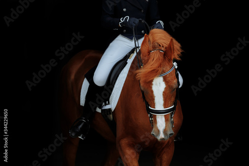 Red dressage horse of pure breed portrait on black background. Girl sitting on horse 
