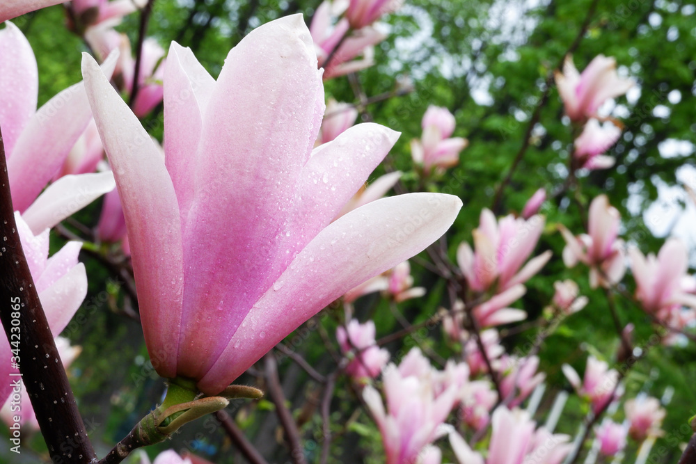 Magnolia bloom on a sunny, springy day