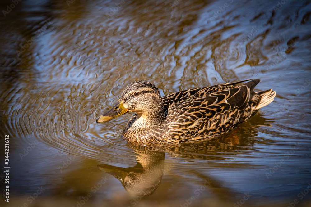 Fototapeta premium Birds and animals in wildlife concept. Amazing mallard duck swims in lake or river with blue water under sunlight landscape. Closeup perspective of funny duck.