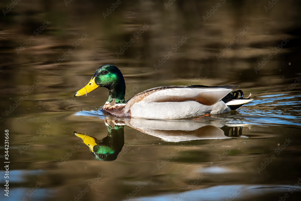 Fototapeta premium Birds and animals in wildlife concept. Amazing mallard duck swims in lake or river with blue water under sunlight landscape. Closeup perspective of funny duck.