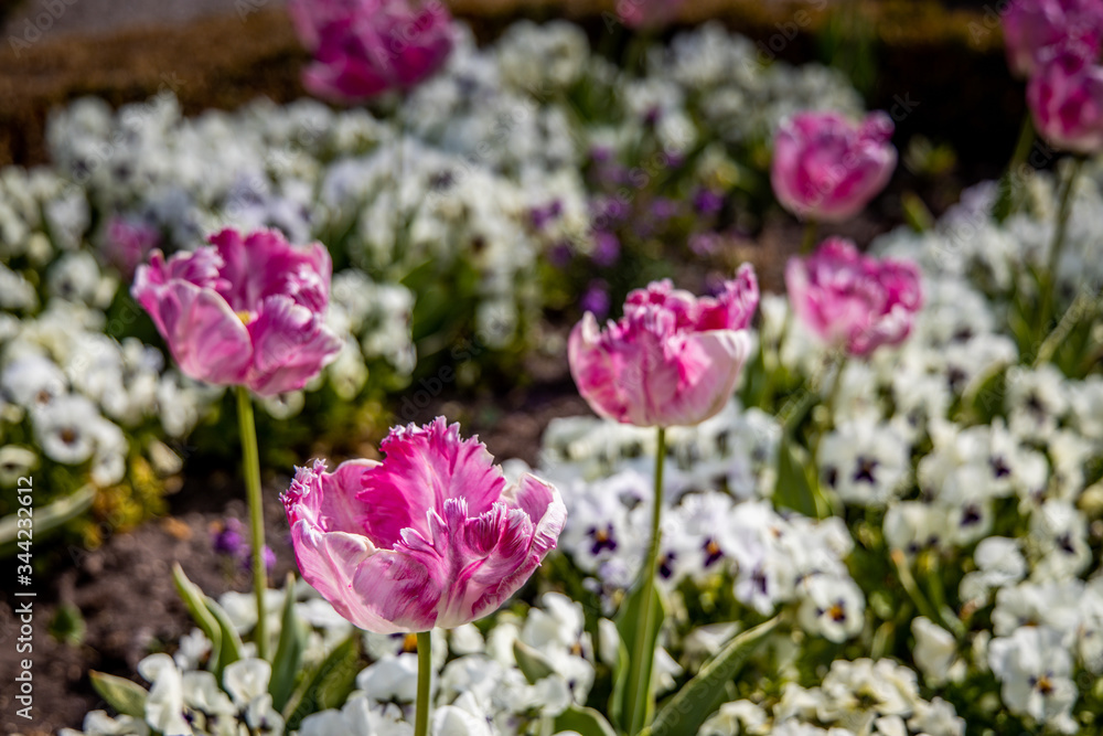flowers in spring flowers in spring
