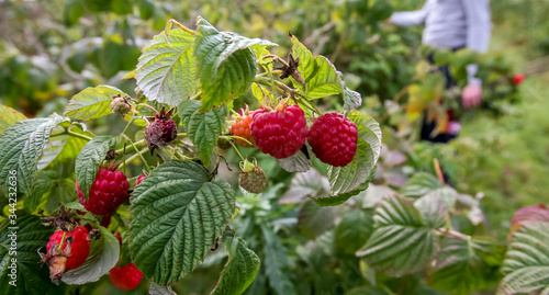 Harvesting fresh raspberries on farmland. Hands  berries.