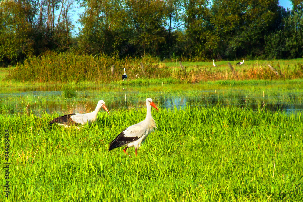 Störche in Polen