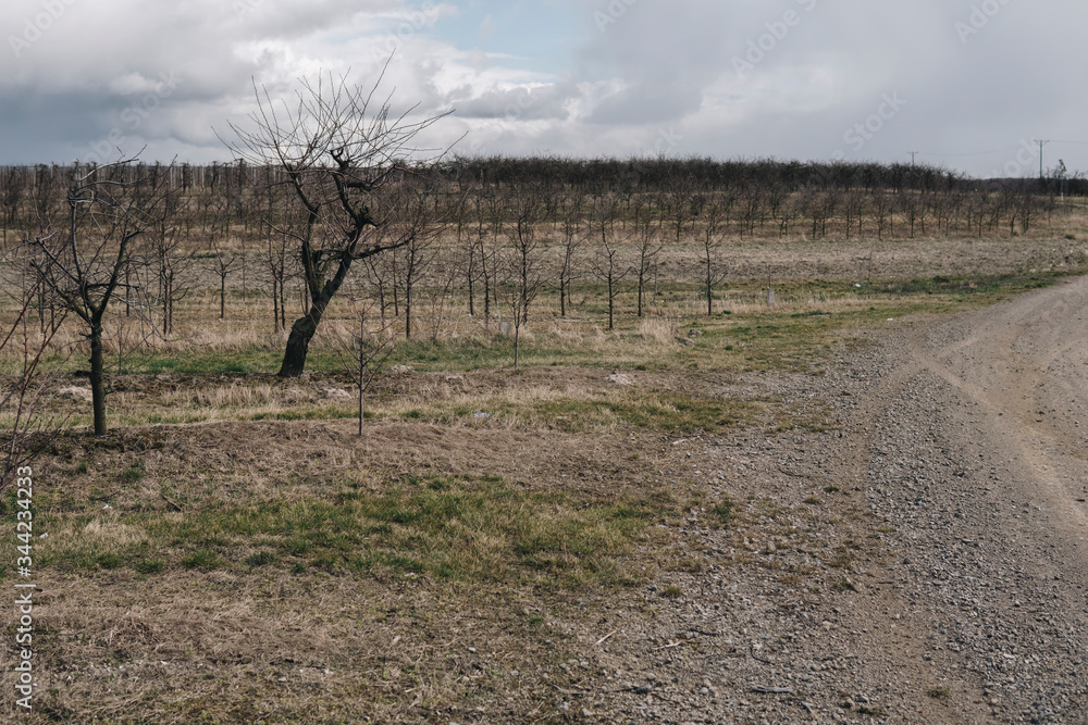 apple orchard after winter season apple orchard after winter season