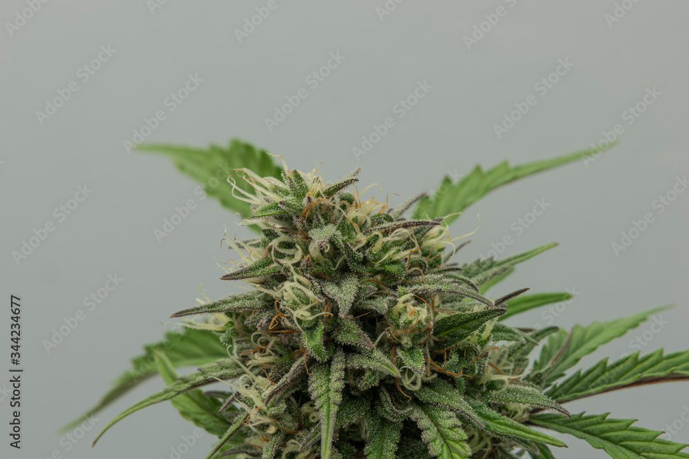 Bubba kush automatic marijuana flower with grey background Bubba kush automatic marijuana flower with grey background