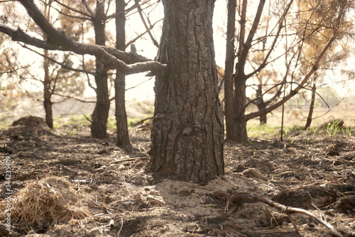 Scorched Trees, Burned Tree Trunks, Forest Fire