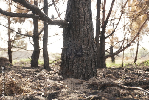 Scorched Trees, Burned Tree Trunks, Forest Fire