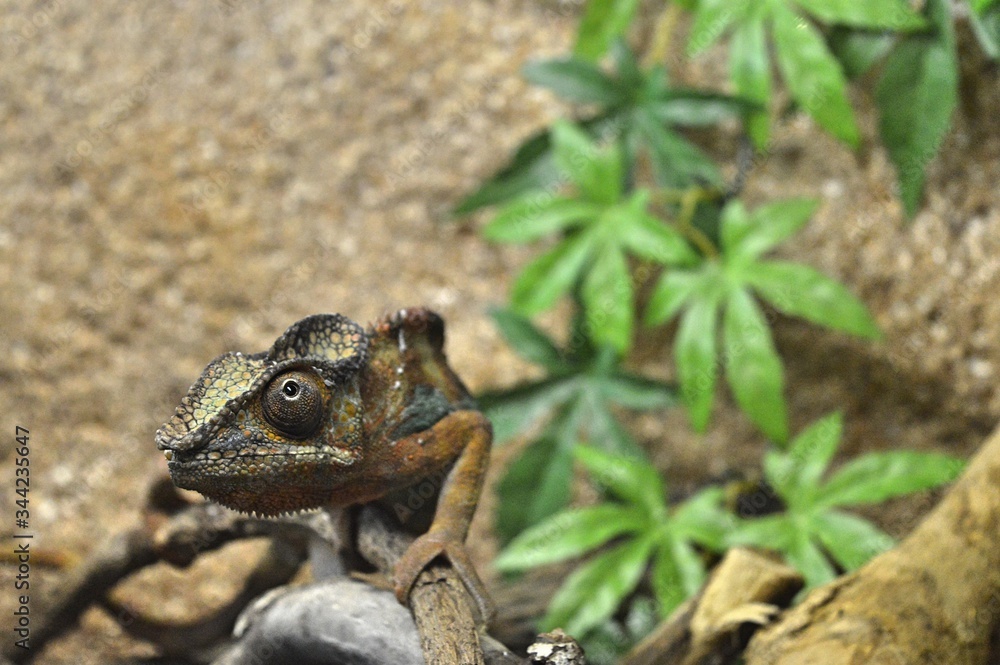 Iguana on a background of green leaves Iguana on a background of green leaves