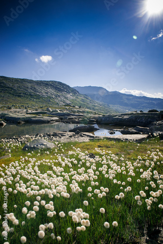 Dandelions in Norway. White fluffy flowers in the mountains of Norway. Nature of the Arctic in summer