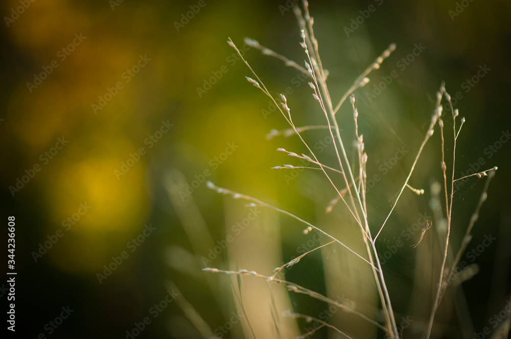 Plants Flowers Macro Plants Flowers Macro