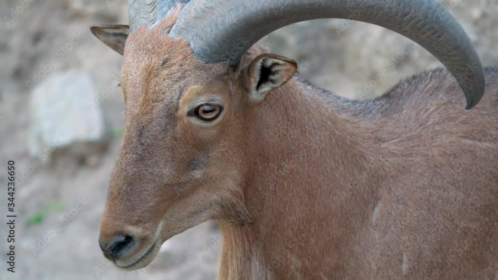 Close Up face of Barbary sheep (Ammotragus lervia) or aoudad is a species of caprid native to rocky mountains in North Africa. Close Up face of Barbary sheep (Ammotragus lervia) or aoudad is a species of caprid native to rocky mountains in North Africa.