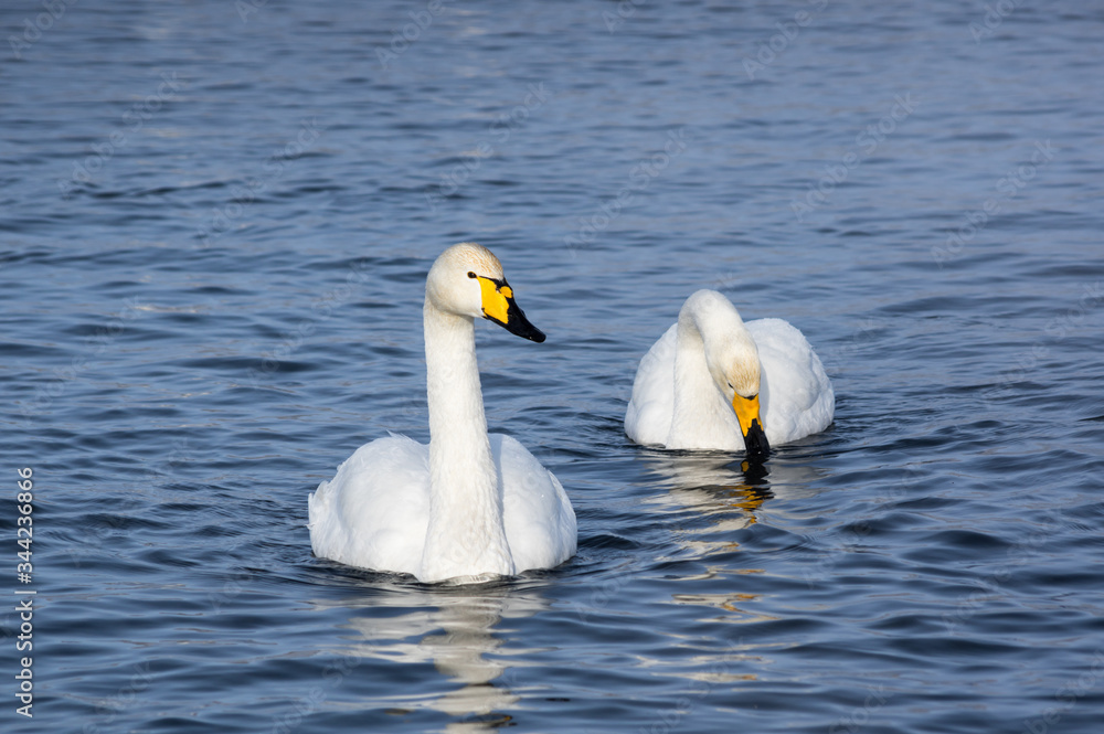 White swans swimming in the nonfreezing winter lake White swans swimming in the nonfreezing winter lake