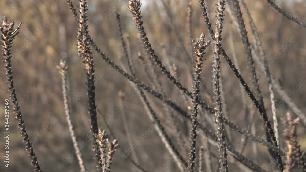 Scorched Trees, Burned Tree Trunks, Forest Fire Scorched Trees, Burned Tree Trunks, Forest Fire