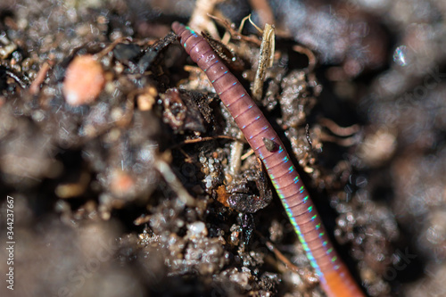 Earthworm in garden compost soil macro, segments texture and beautiful rainbow colours in the sunlight
