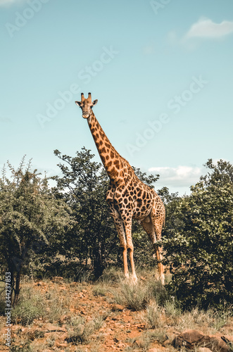 Giraffe im Kr  ger Nationalpark