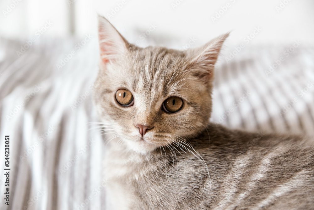 Portrait of cute grey cat.Scottish cat.