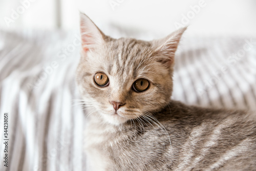 Portrait of cute grey cat.Scottish cat.