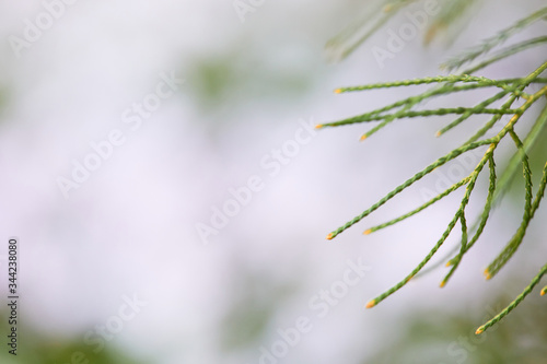 green branches on the blur garden background. copy space