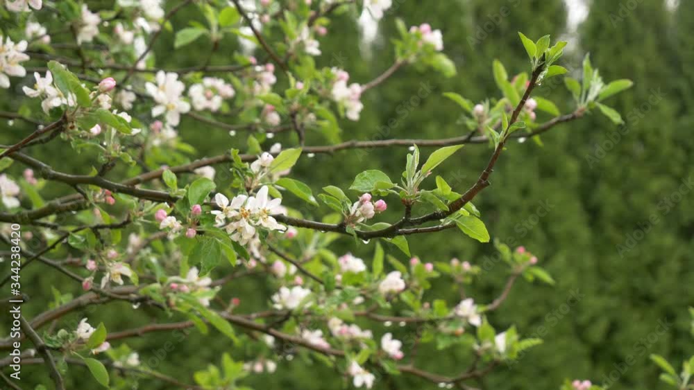 close-up view of a blooming Apple Bud in spring. close-up view of a blooming Apple Bud in spring.