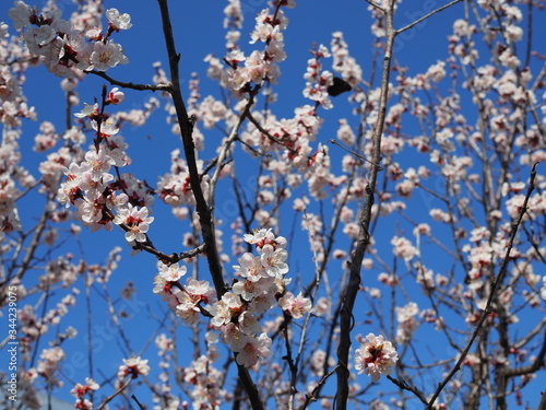 Cherry blossom and bee against blue sky