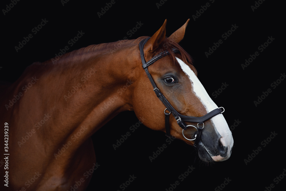 Obraz portrait of stunning dressage chestnut budyonny gelding horse in bridle isolated on black background