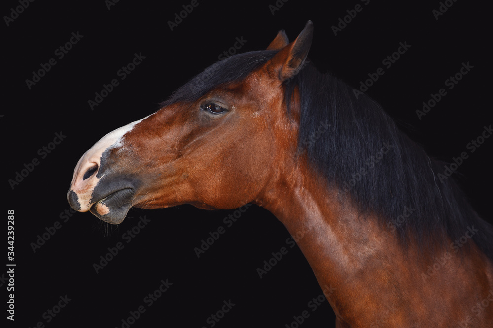Obraz premium portrait of old draft mare horse with long mane isolated on black background