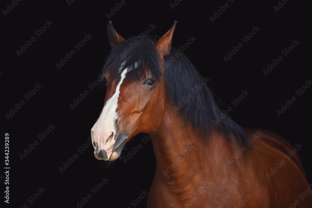 Naklejka portrait of old draft mare horse with long mane isolated on black background