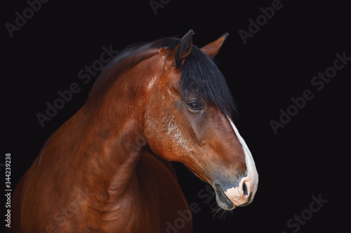 portrait of old draft mare horse with long mane isolated on black background