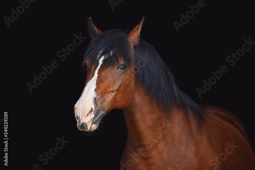 portrait of old draft mare horse with long mane isolated on black background