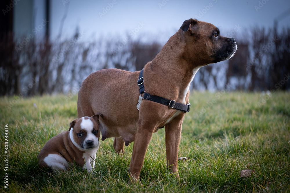 Staffordshire terrier puppies in the garden Staffordshire terrier puppies in the garden