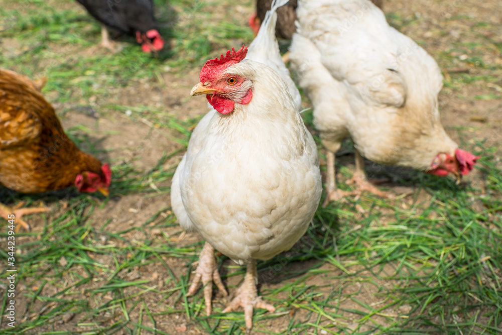 Fototapeta premium hens in the coop eat grass one chicken looks straight. household.