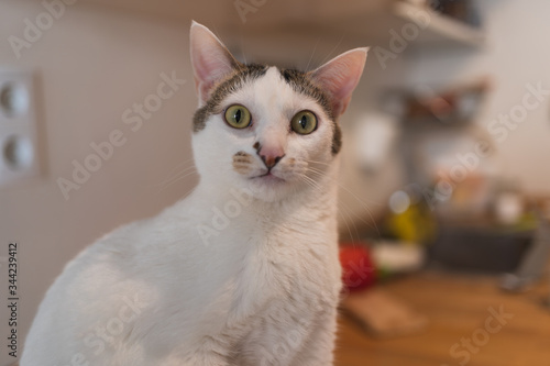 Close-up of a surprised white cat inside the house staring into the camera