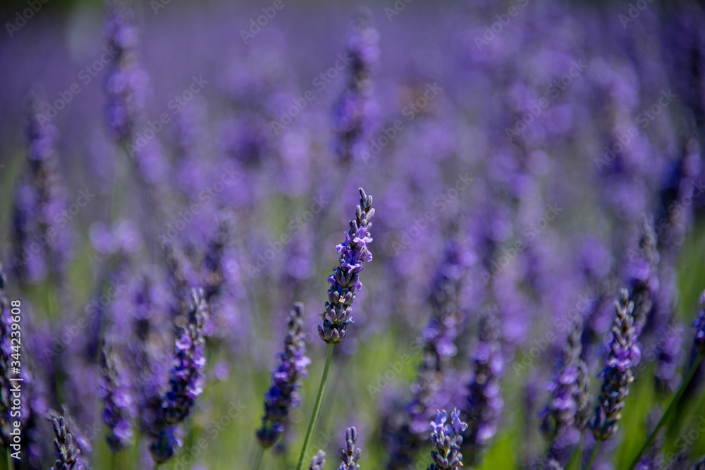 Obraz premium Closeup of a field of lavender blooms