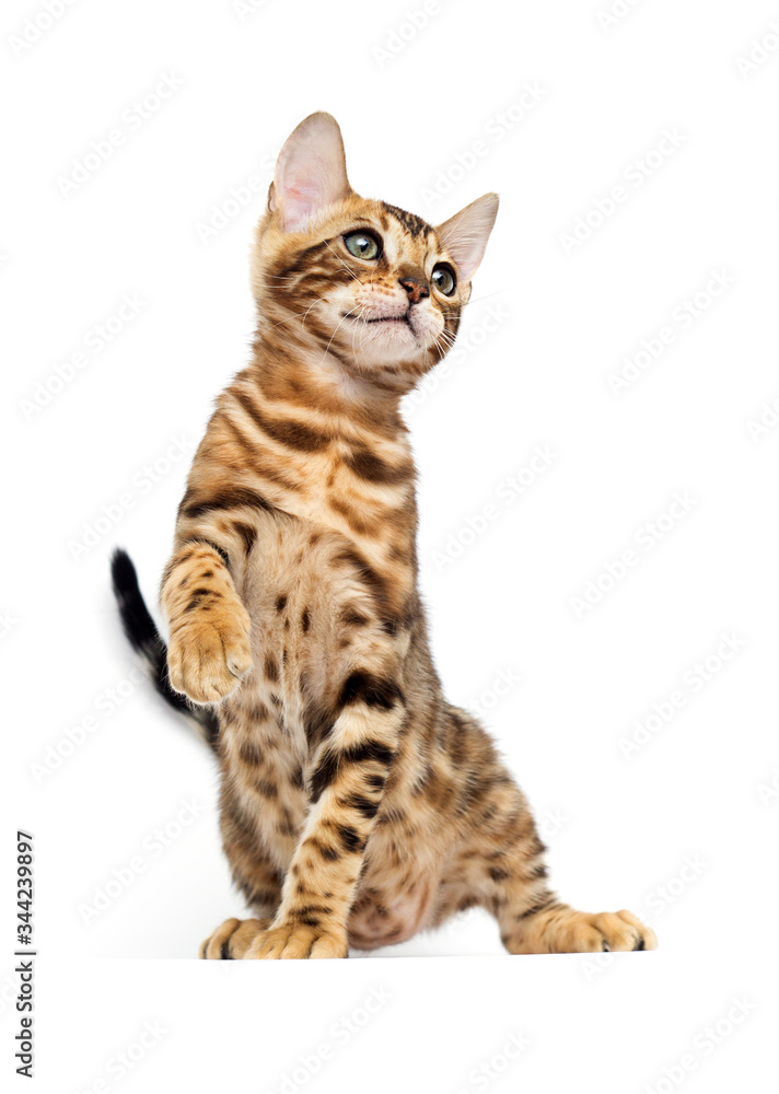 cat raising a paw on a white background