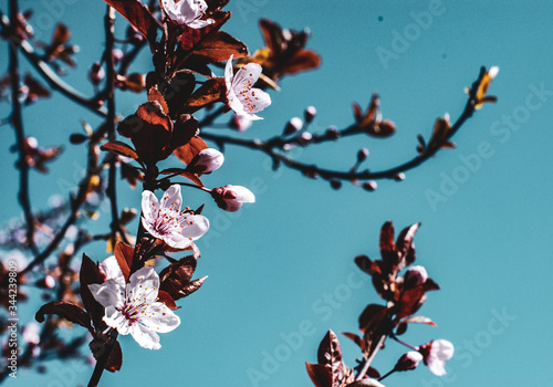 Sakura Spring Flowers
