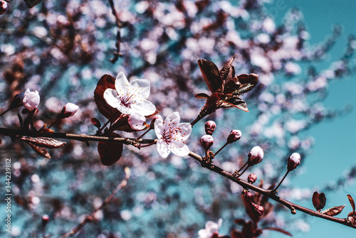 Sakura Spring Flowers