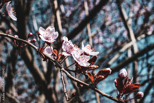 Sakura Spring Flowers