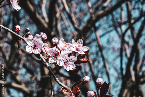Sakura Spring Flowers