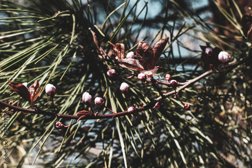 Sakura Spring Flowers