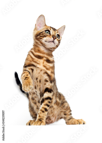cat raising a paw on a white background