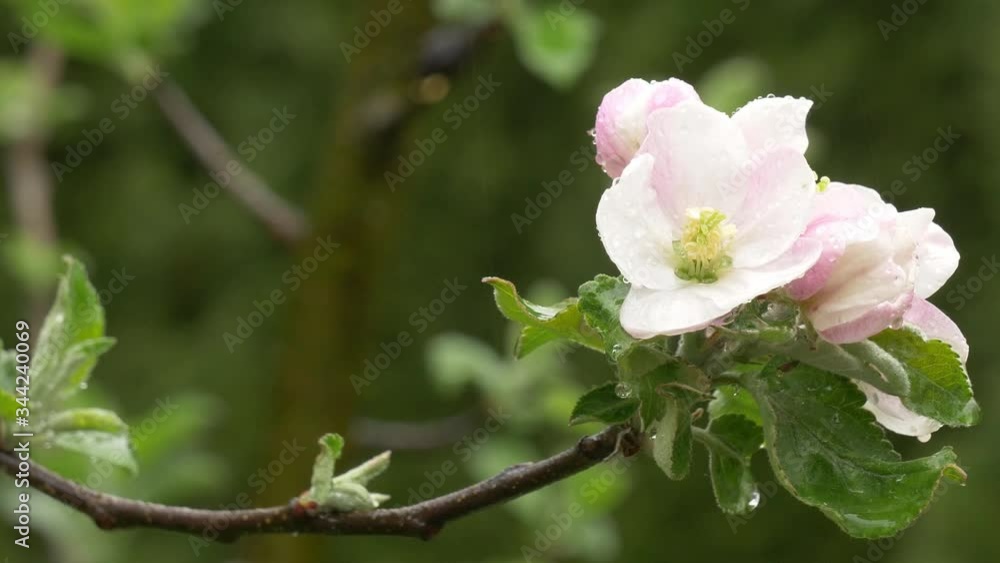 close-up view of a blooming Apple Bud in spring. close-up view of a blooming Apple Bud in spring.