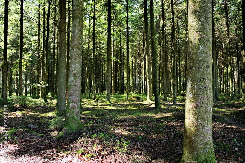 Fototapeta premium Der sommer im Schwarzwald
