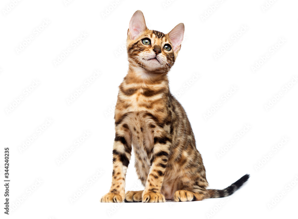 bengal cat sitting on a white background