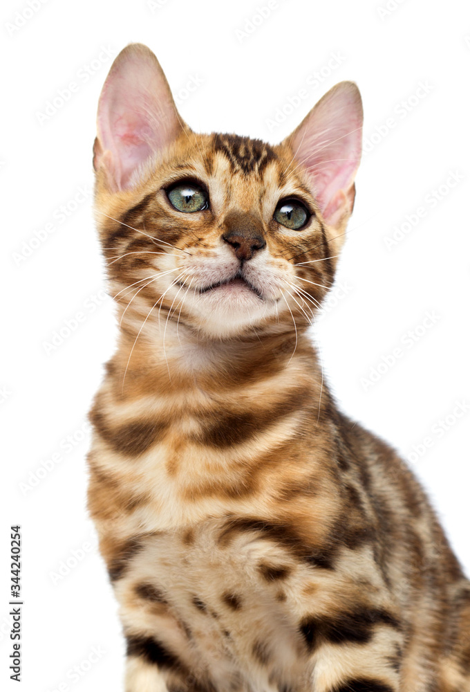 Bengal cat portrait on a white background