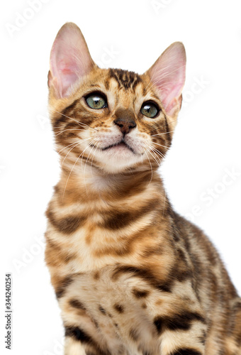 Bengal cat portrait on a white background