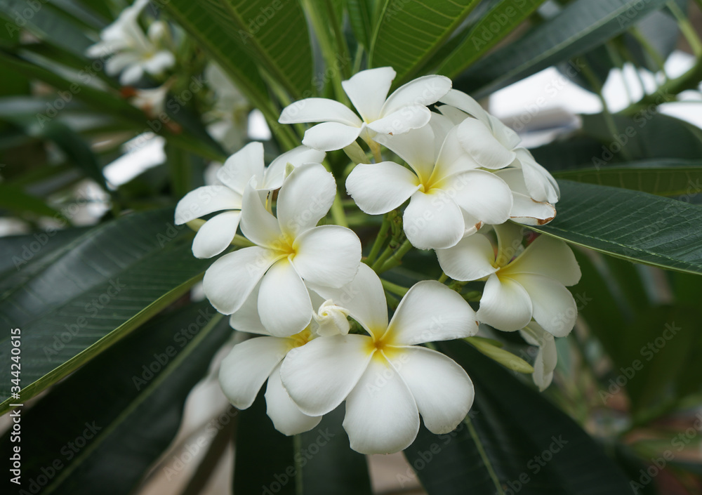 Obraz premium White plumeria flowers are blooming in the garden.