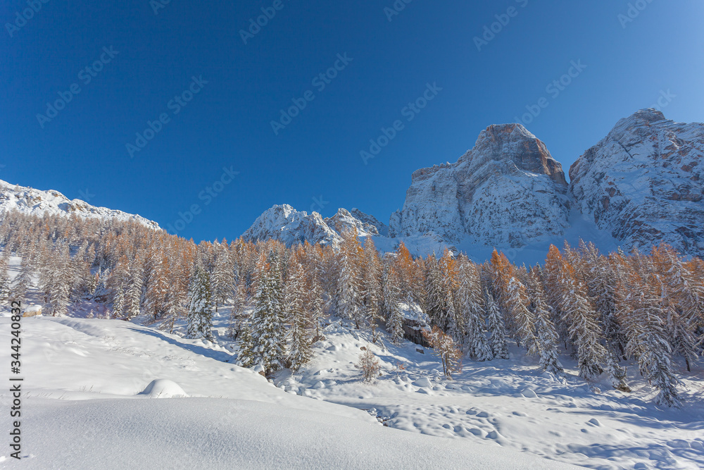 Autumn-colored larch forest in front of the snow-capped Monte Pelmo, Dolomites, Italy